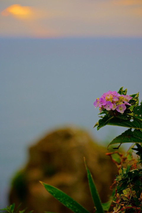 崖と花と夕日と