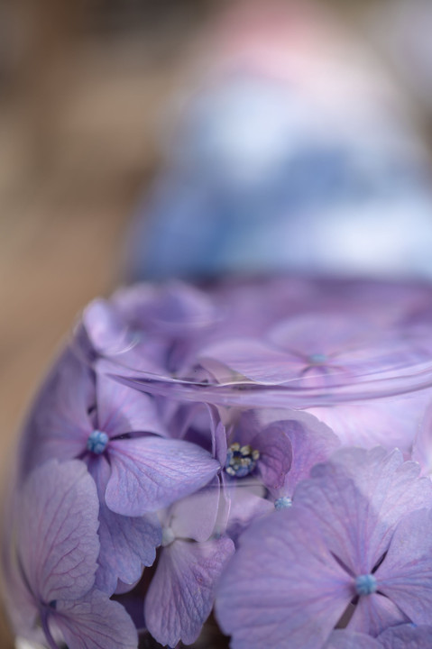 水中紫陽花
