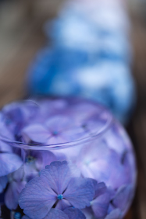 水中紫陽花