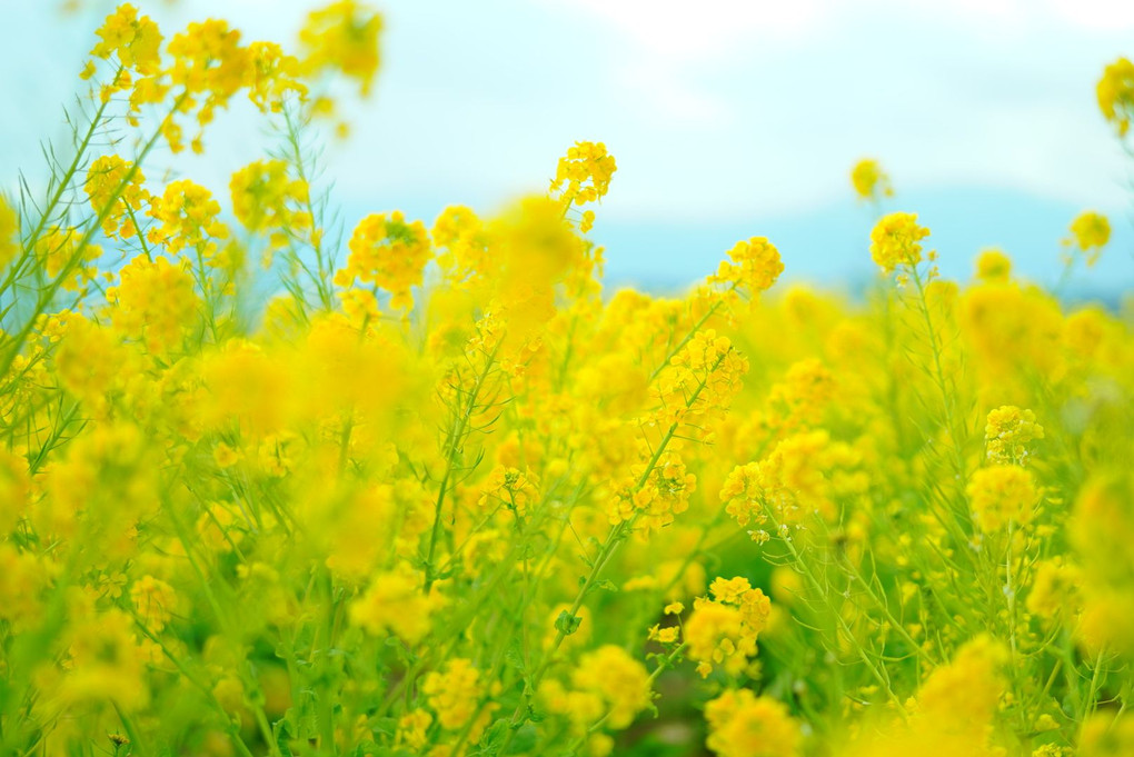 二宮の菜の花  2019.01