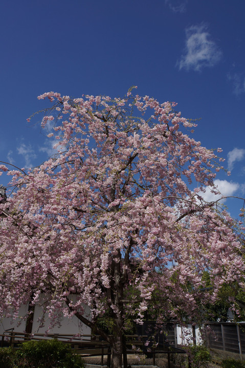 2018年４月　勿来の関の桜。