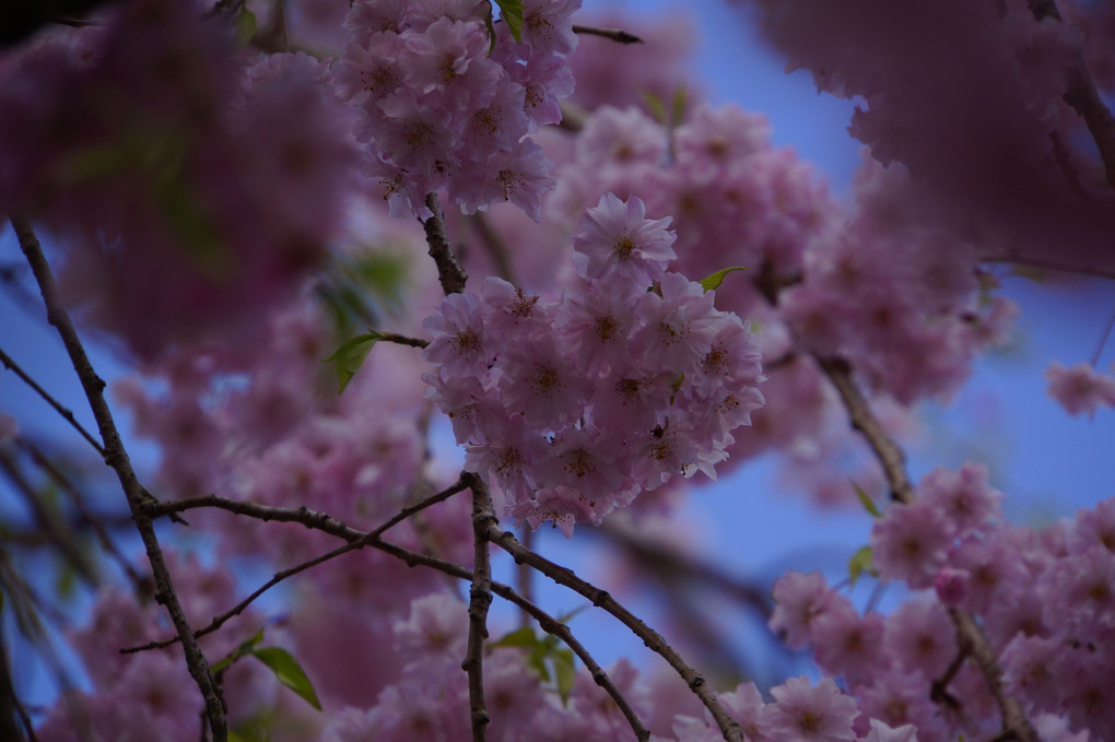 2018年４月　勿来の関の桜。