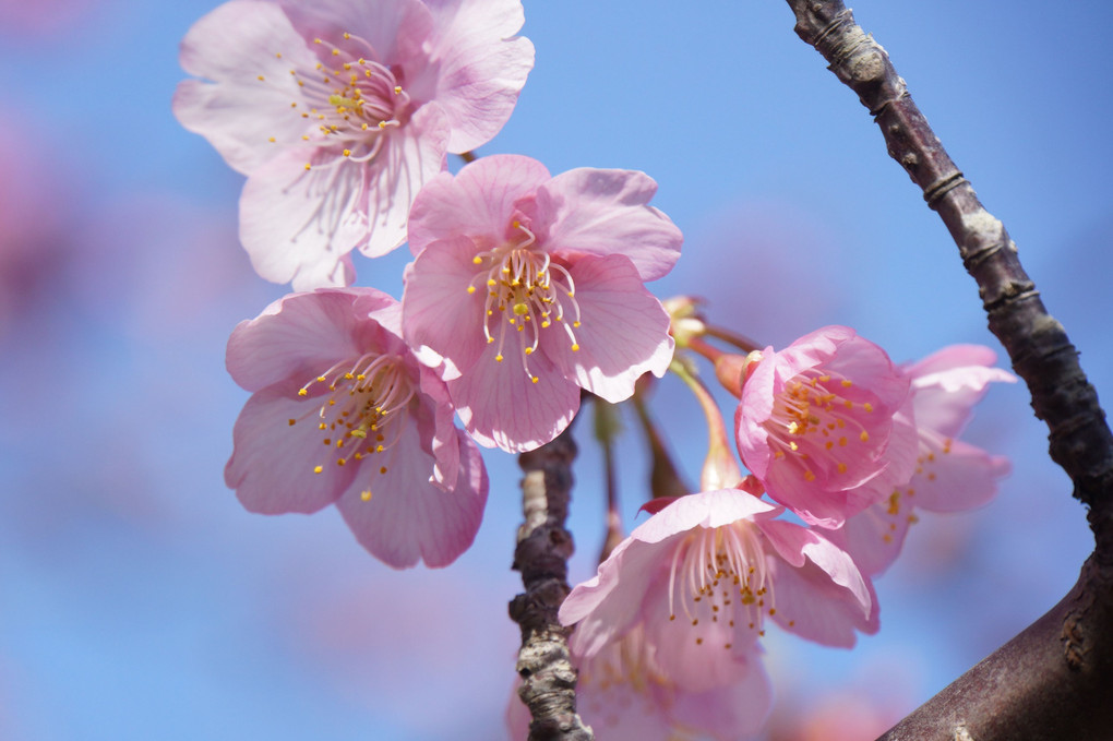 河津桜咲き始めました。