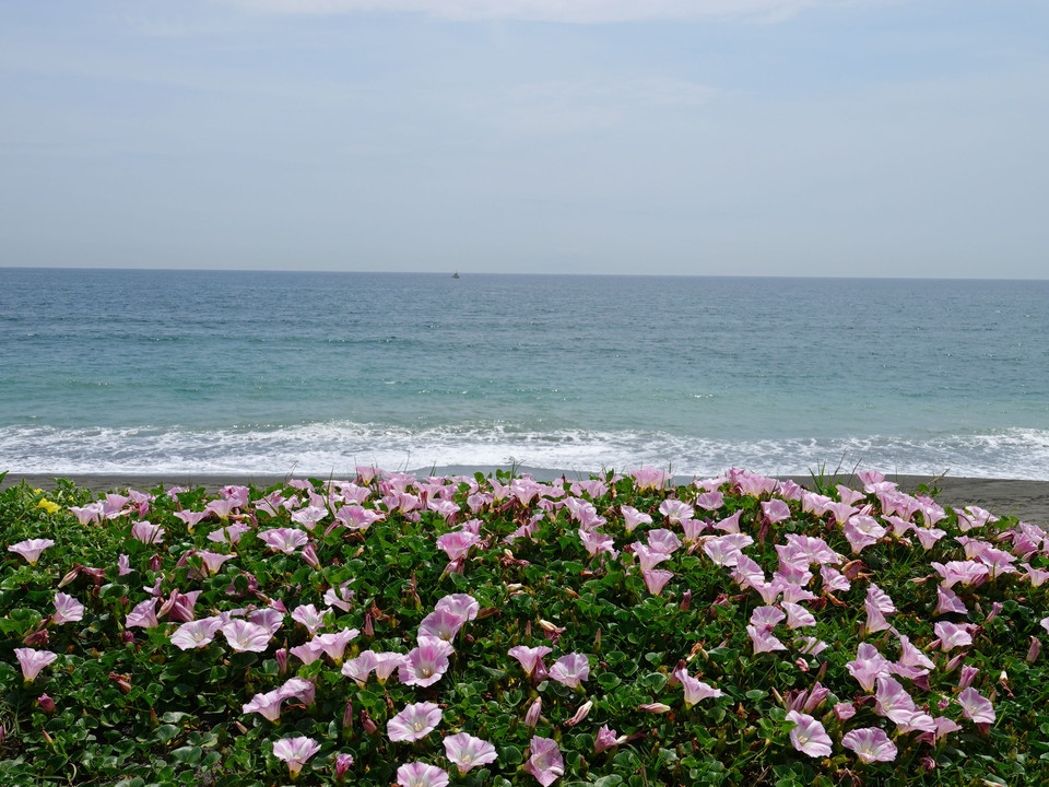 ピンクの海岸②