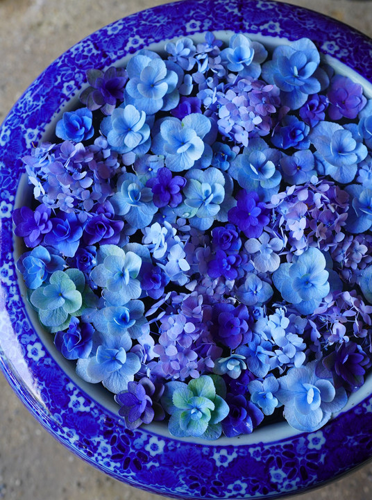 吸い込まれる紫陽花ブルー