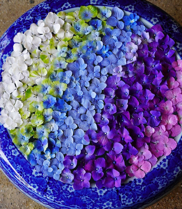 美しい紫陽花花手水のグラデーション