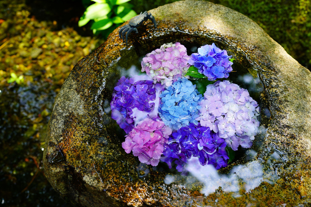 涼し気な紫陽花花手水