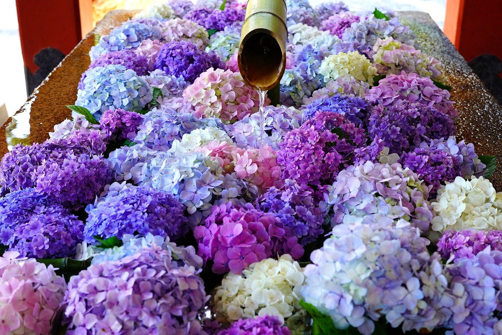 紫陽花盛り盛り花手水