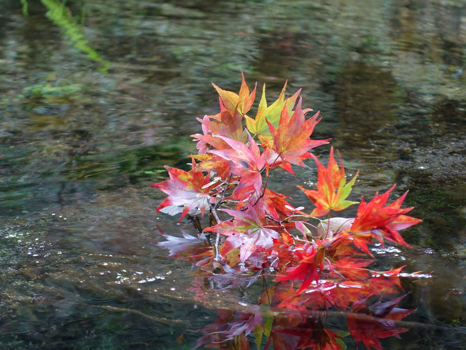 水に浮かぶ紅葉