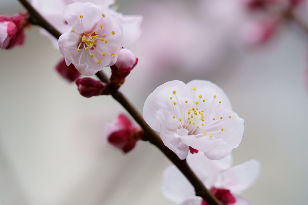 杏の花