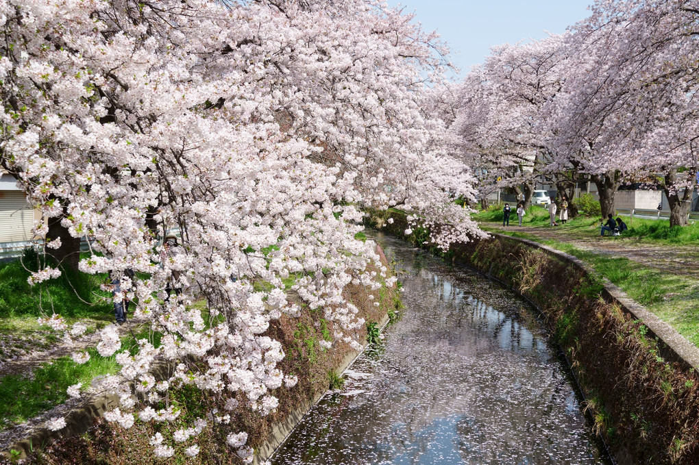 桜　舞う