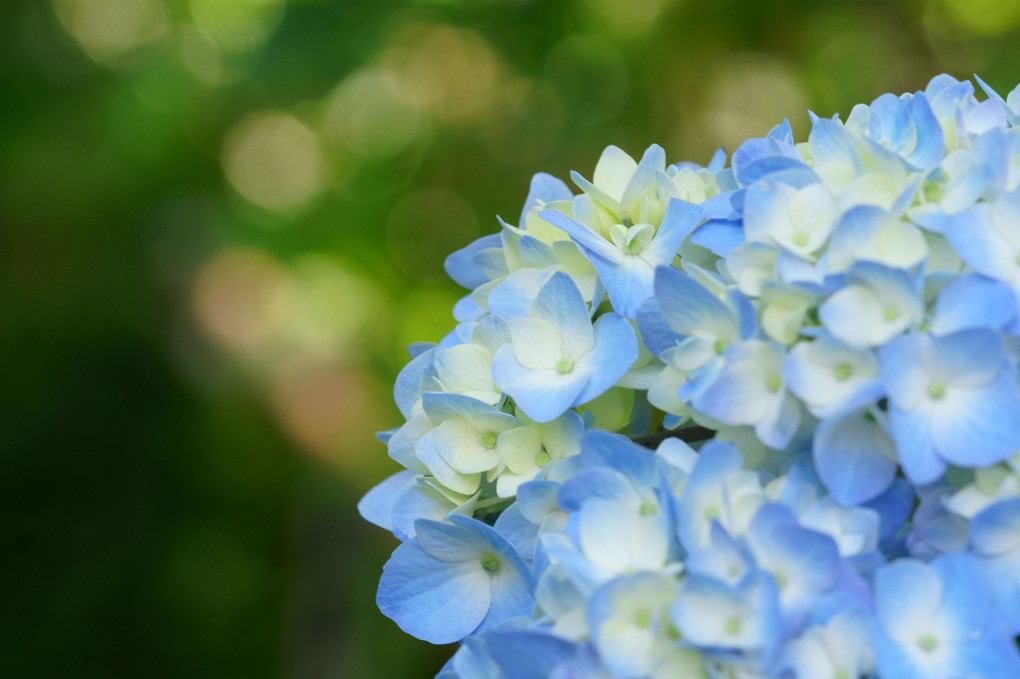 紫陽花