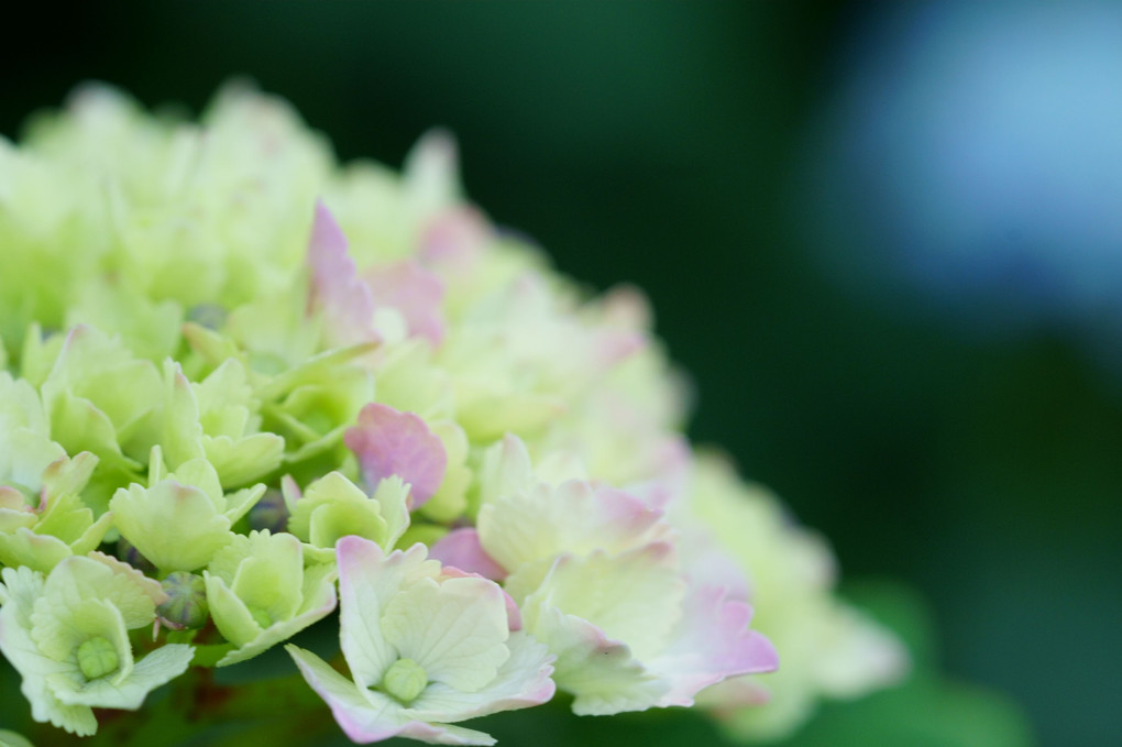 紫陽花