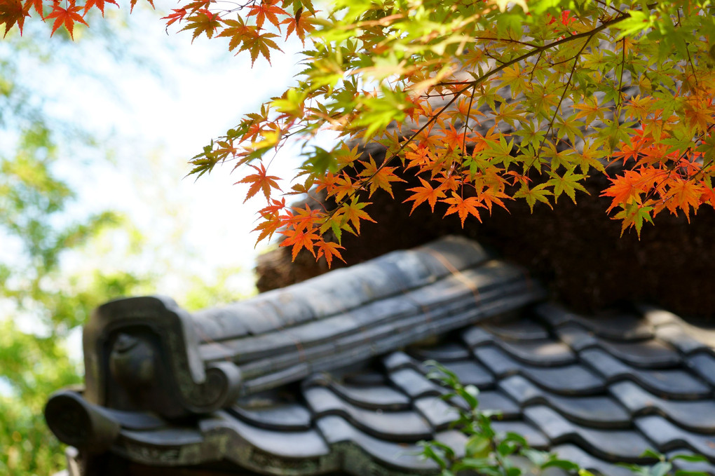 秋の鎌倉Ⅱ