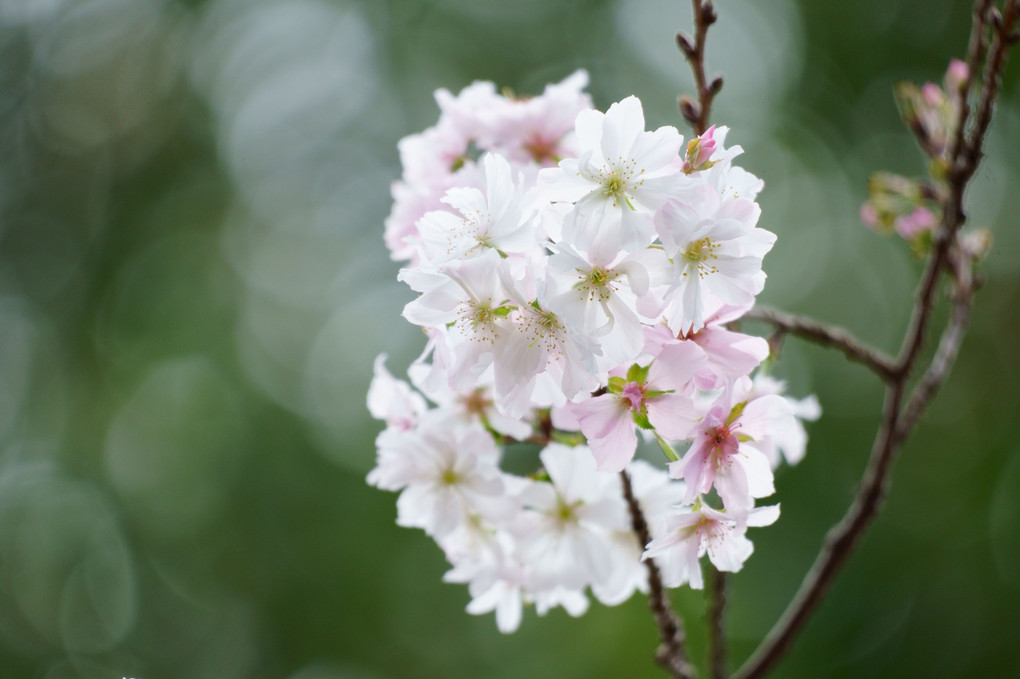 秋の桜