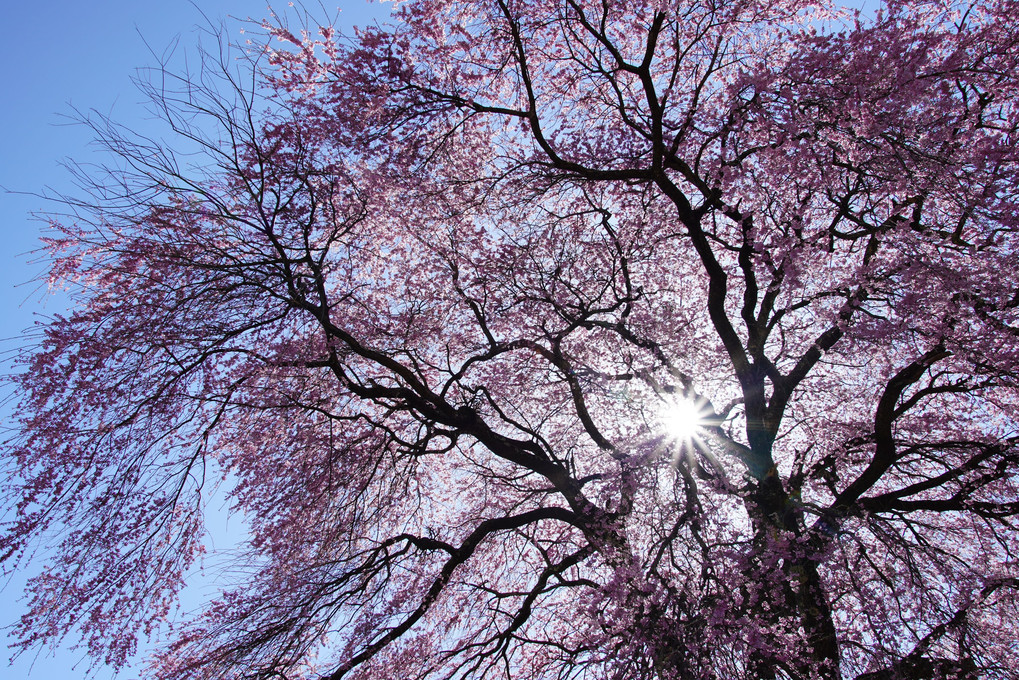 桜の季節ー２