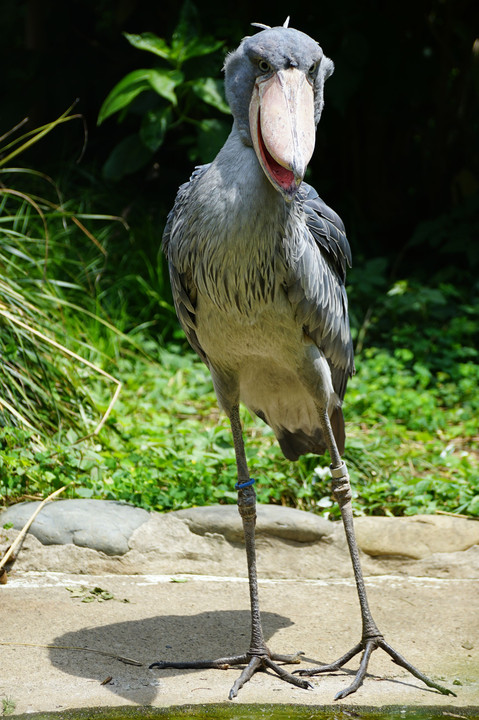 上野のハシビロコウ