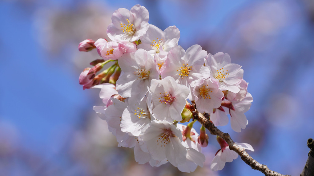 桜…さくら