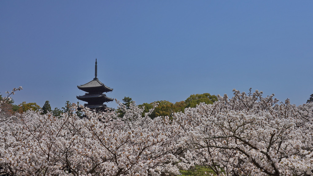 京都に行こう…仁和寺