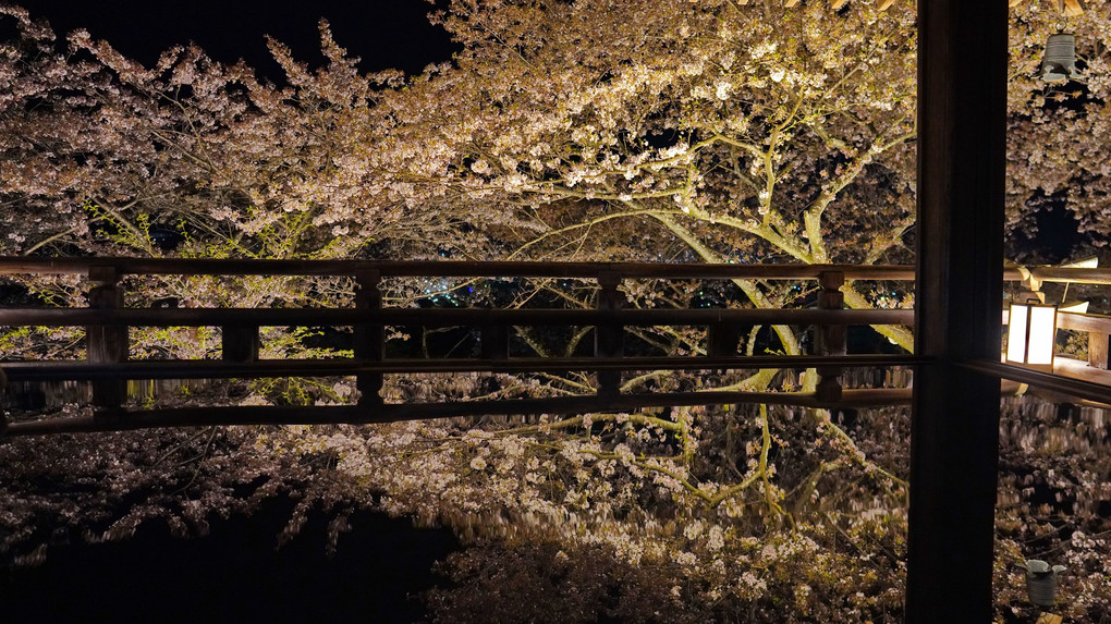 夜桜…三井寺