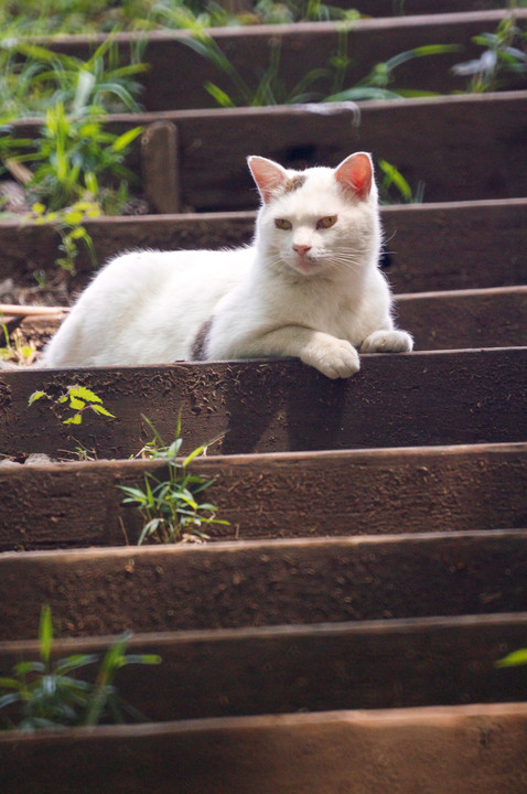 階段の番猫ちゃん