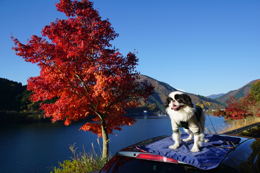 紅葉と丹沢湖と富士山とげんぶくん