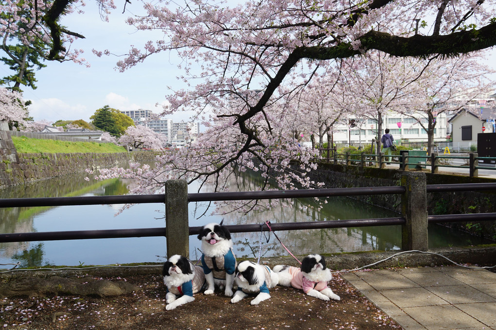 城址公園の桜とさとちんファミリー