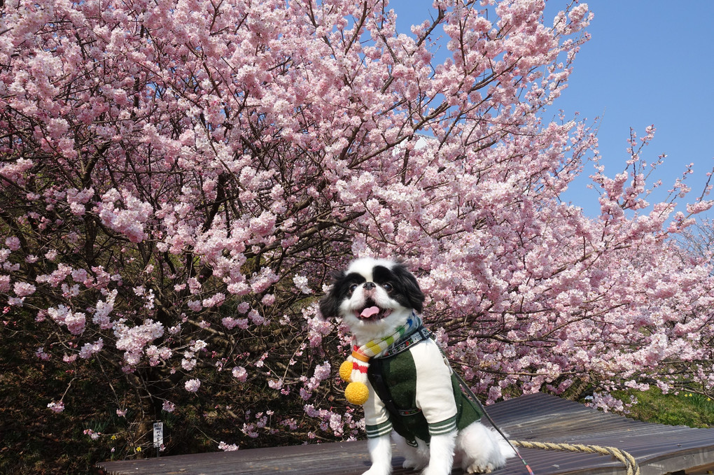 春めき桜満開…一の堰ハラネ春めき桜まつり