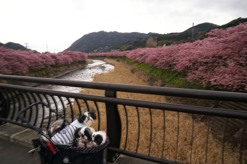 さとちんファミリー in 河津桜まつり