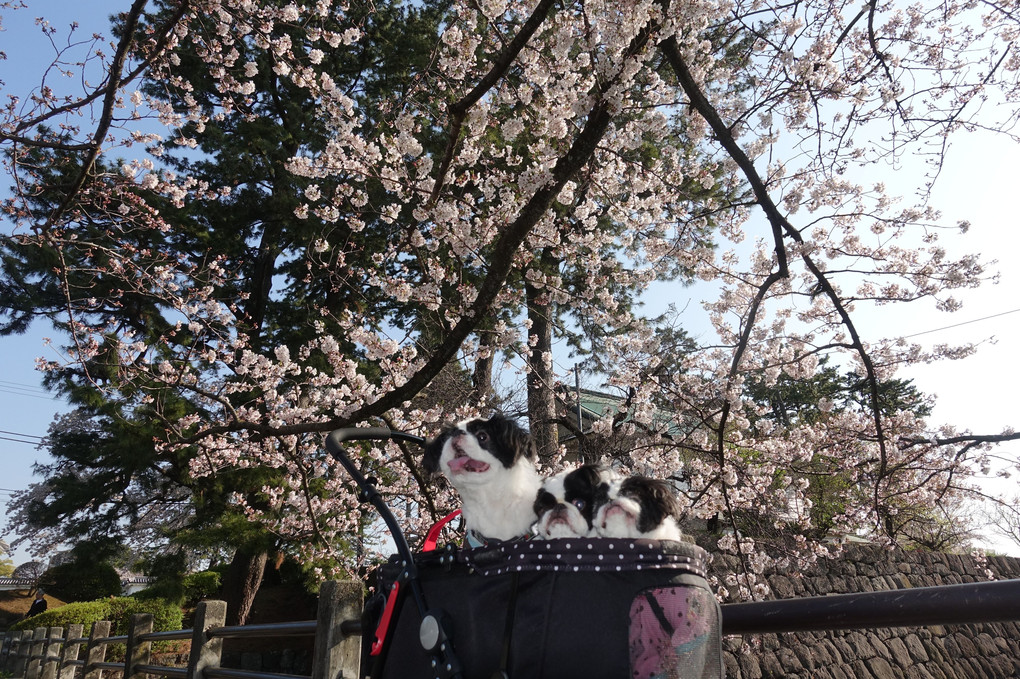 さとちんファミリーin小田原城址公園の桜
