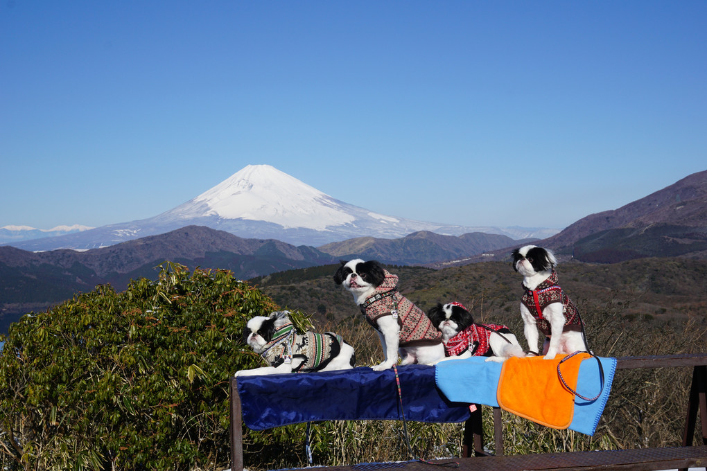 絶景かな…大観山からの富士山