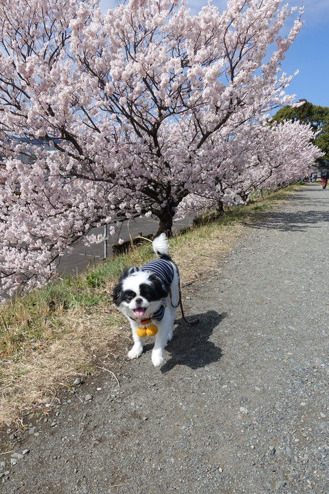 春めき桜満開