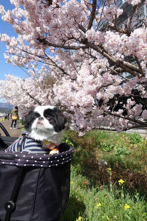 春めき桜満開