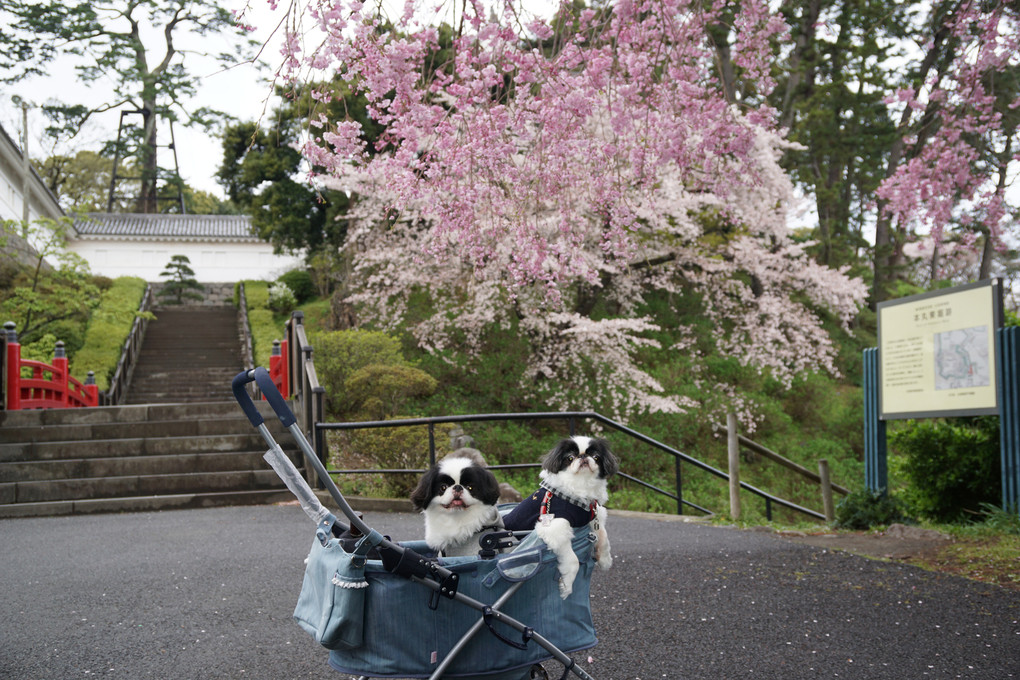 城址公園の桜満開