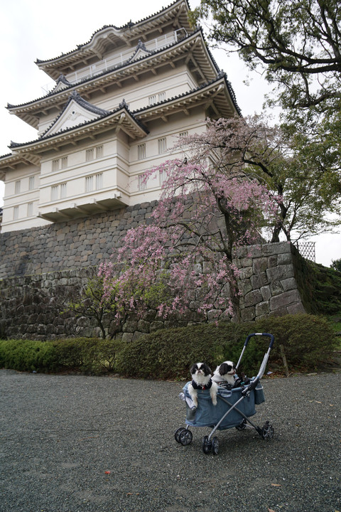 お城と桜と狆