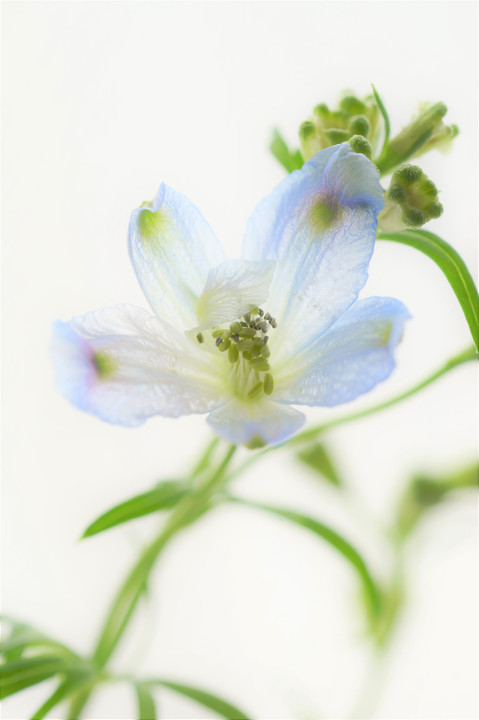 デルフィニウム（頂き物の花束）