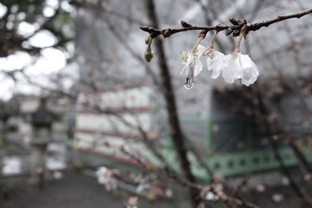 京都平野神社十月桜拝殿復興