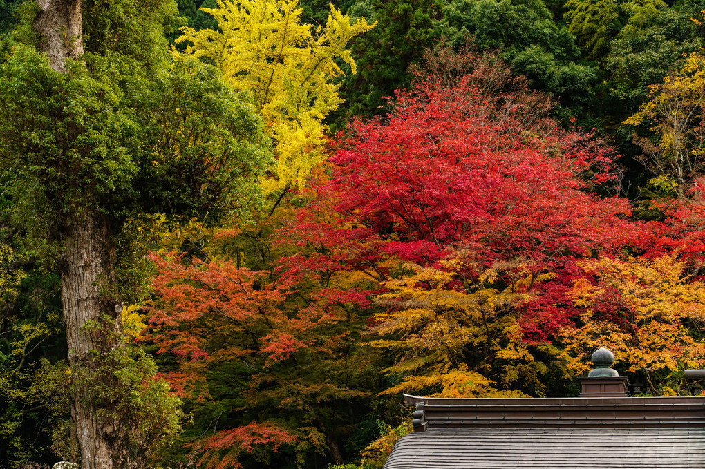 秋色の壺阪寺-３