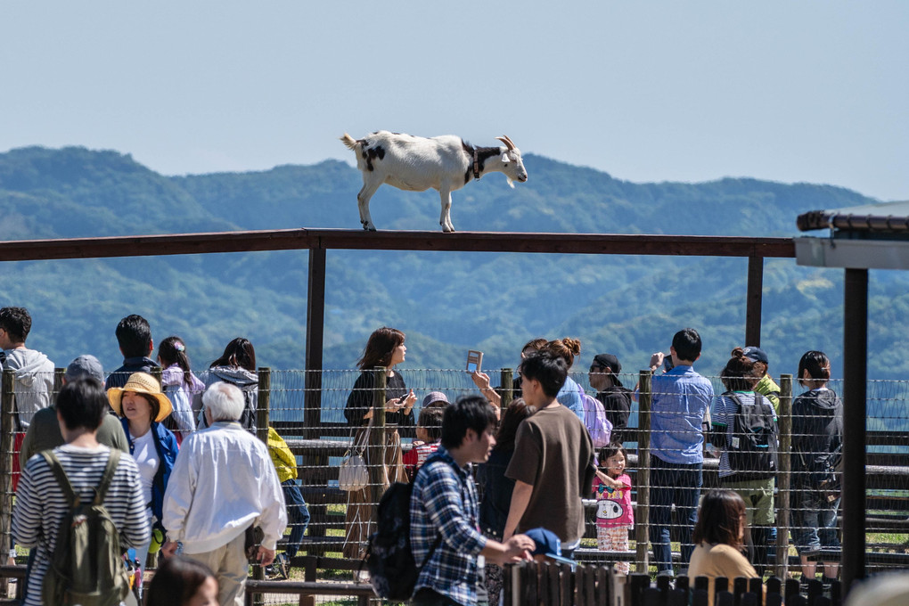 ヤギは高いところがお好き