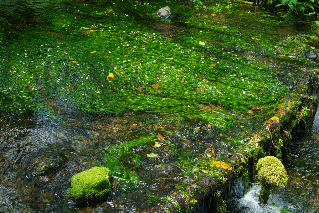 北アルプスーー姫川源流の梅花藻