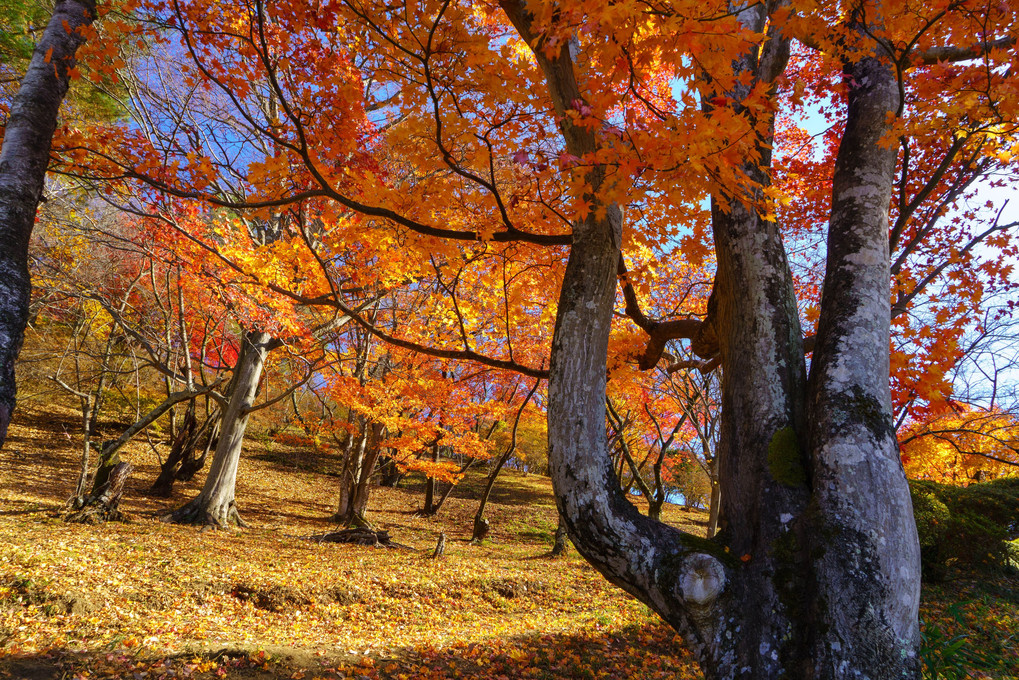 桜山公園（群馬・藤岡市）