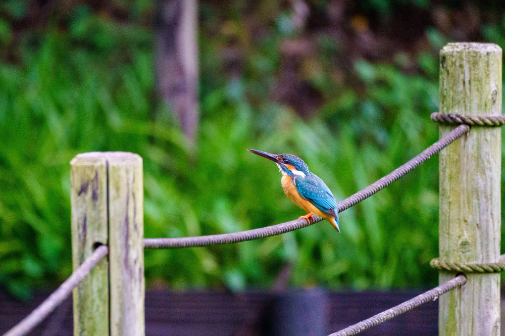 初めてのカワセミとの出会い