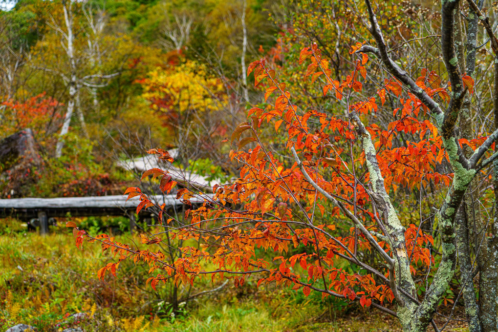 白樺湖畔の秋。