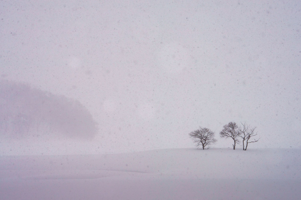 間断なく降り続く雪、ひっそりと佇む3本の木。