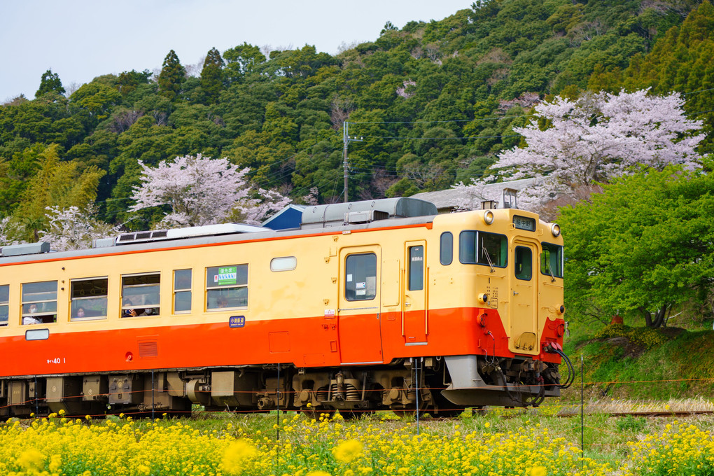 サクラ2022ーー小湊鐵道