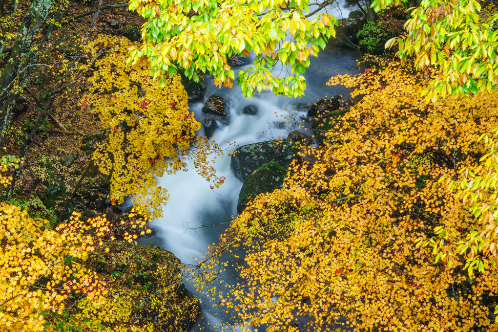 秋の渓流。