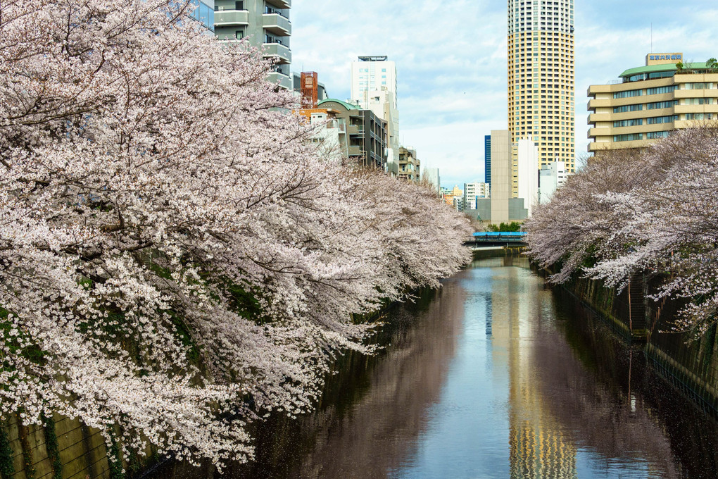 初めて出会った目黒川の満開の桜。