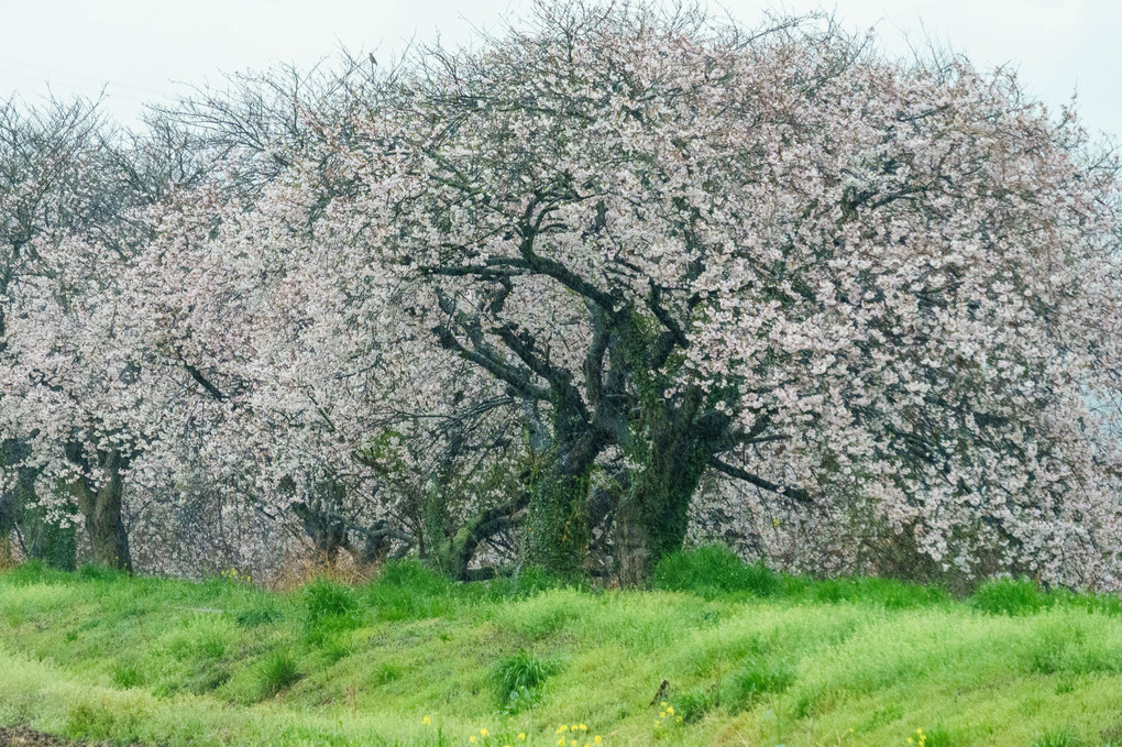 ご近所の桜ーー今年は都合でロケハンだけで終わり💦