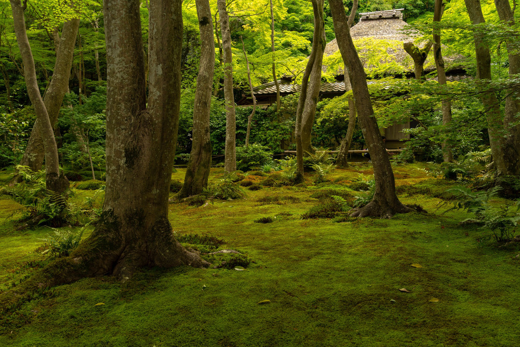 「苔の庭」＠京都・奥嵯峨・祇王寺