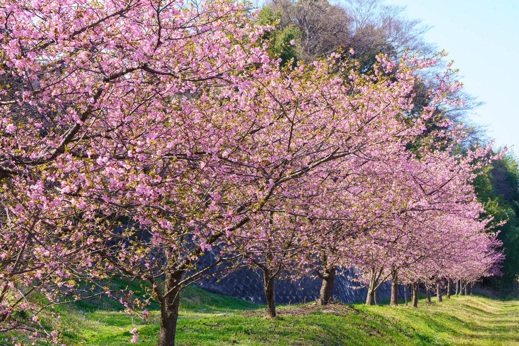 自宅から徒歩圏内の河津桜